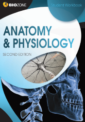 Picture of Anatomy & Physiology 2E